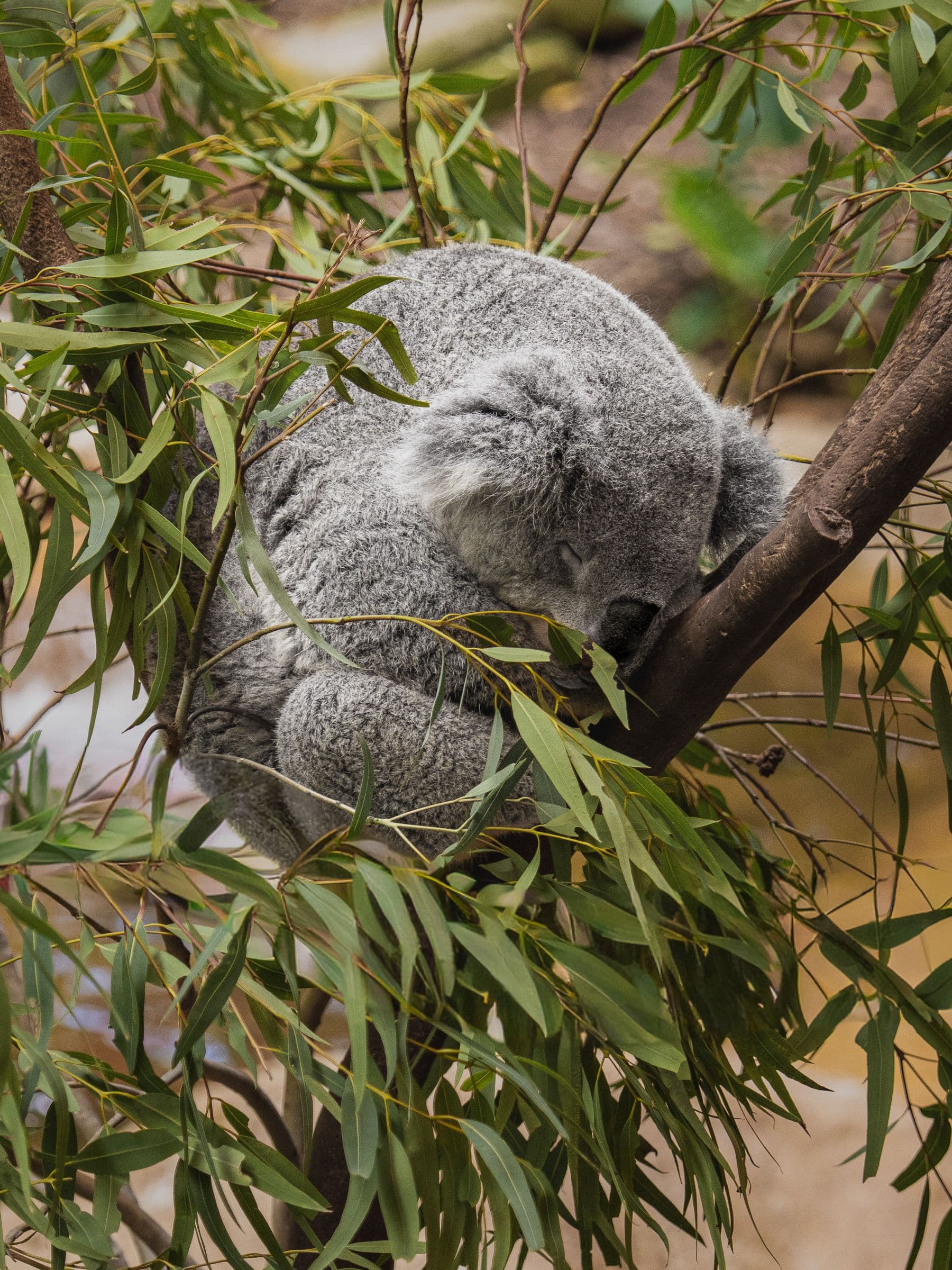 Gray koala sleeps curled in eucalyptus tree branches with long green leaves framing the animal.
