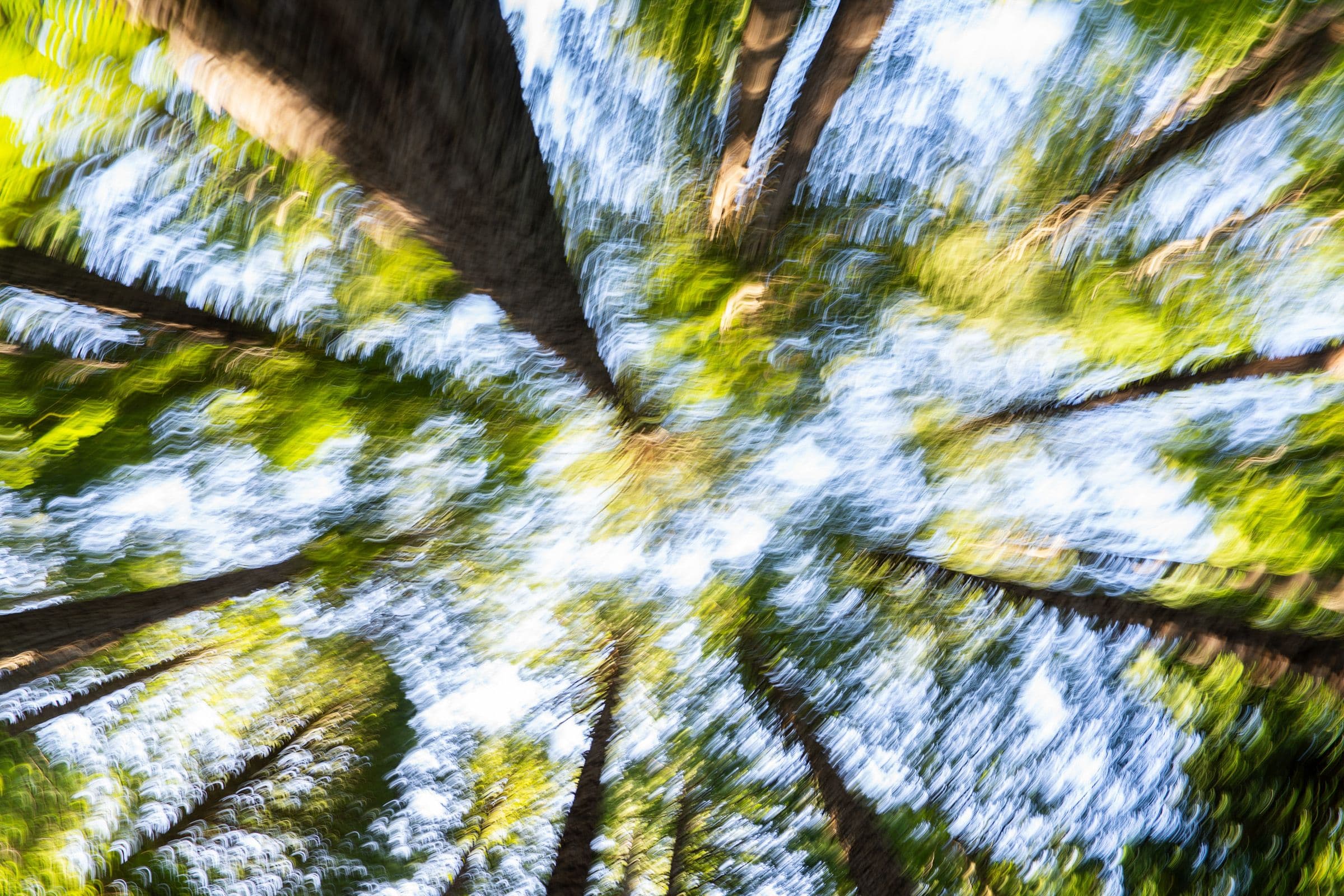 Abstract zoom blur of tree trunks, leaves, and sky radiating from a central point.
