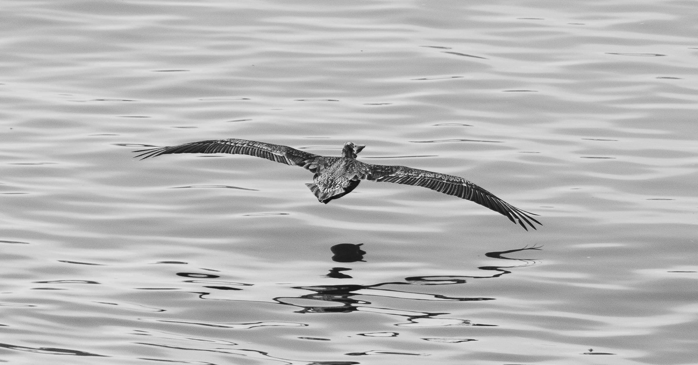 Black and white image of a pelican flying low with wings wide, its reflection in the water below.