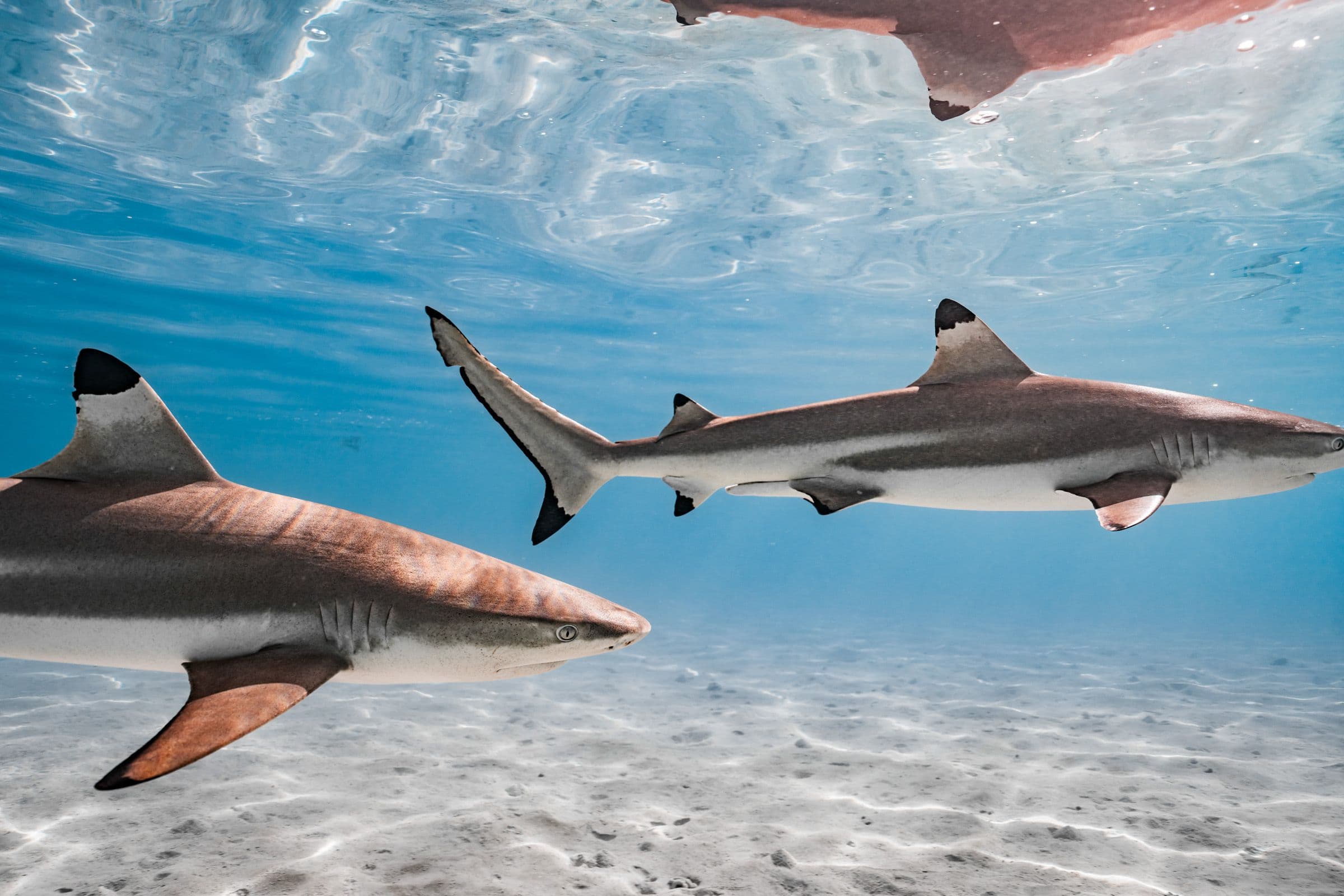 Two blacktip reef sharks swim through clear turquoise water over a sandy ocean floor.