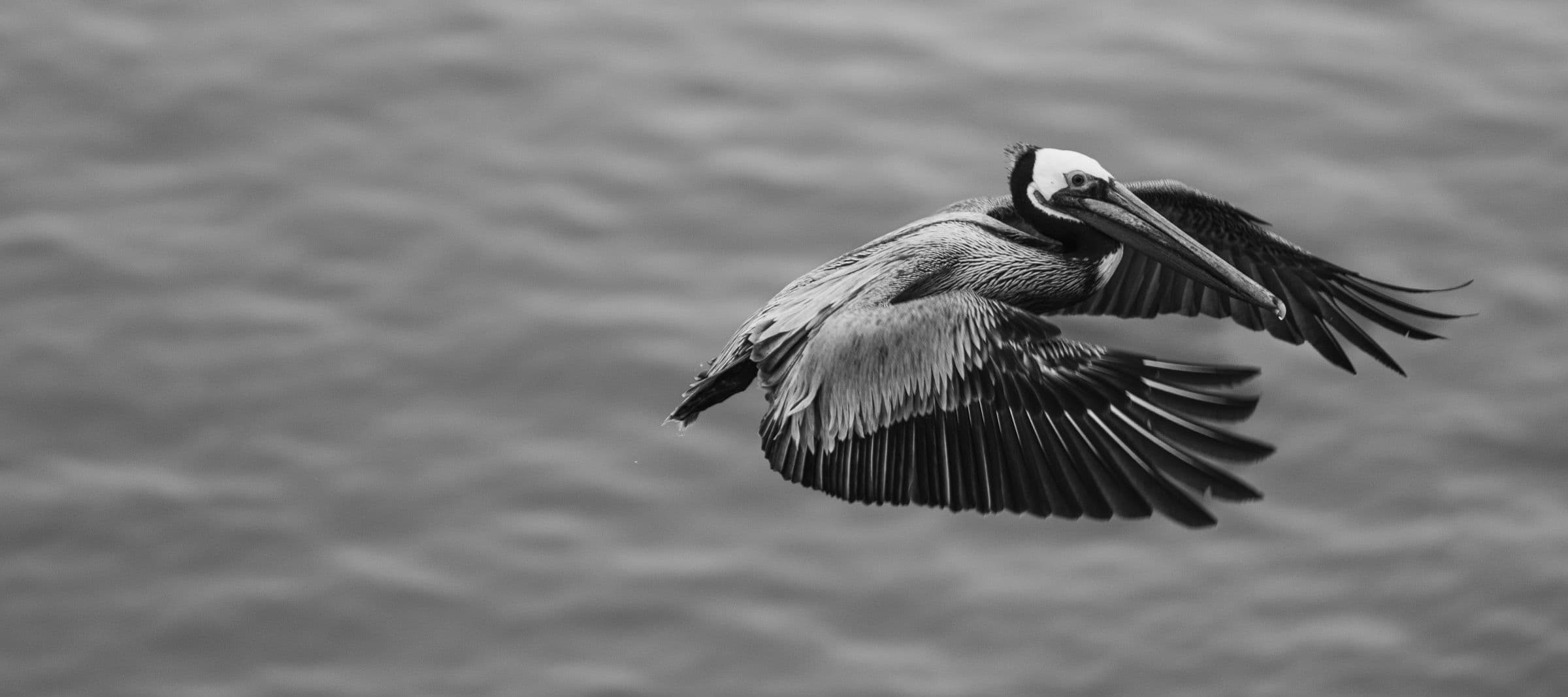 Black-and-white photo of a pelican banking in flight with wings angled downward over the ocean.