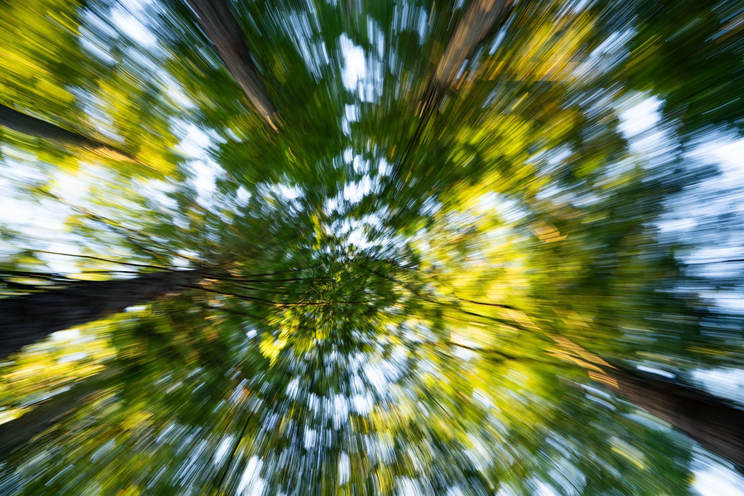 Motion-blurred view up into a forest canopy with green leaves and sky streaking outward.