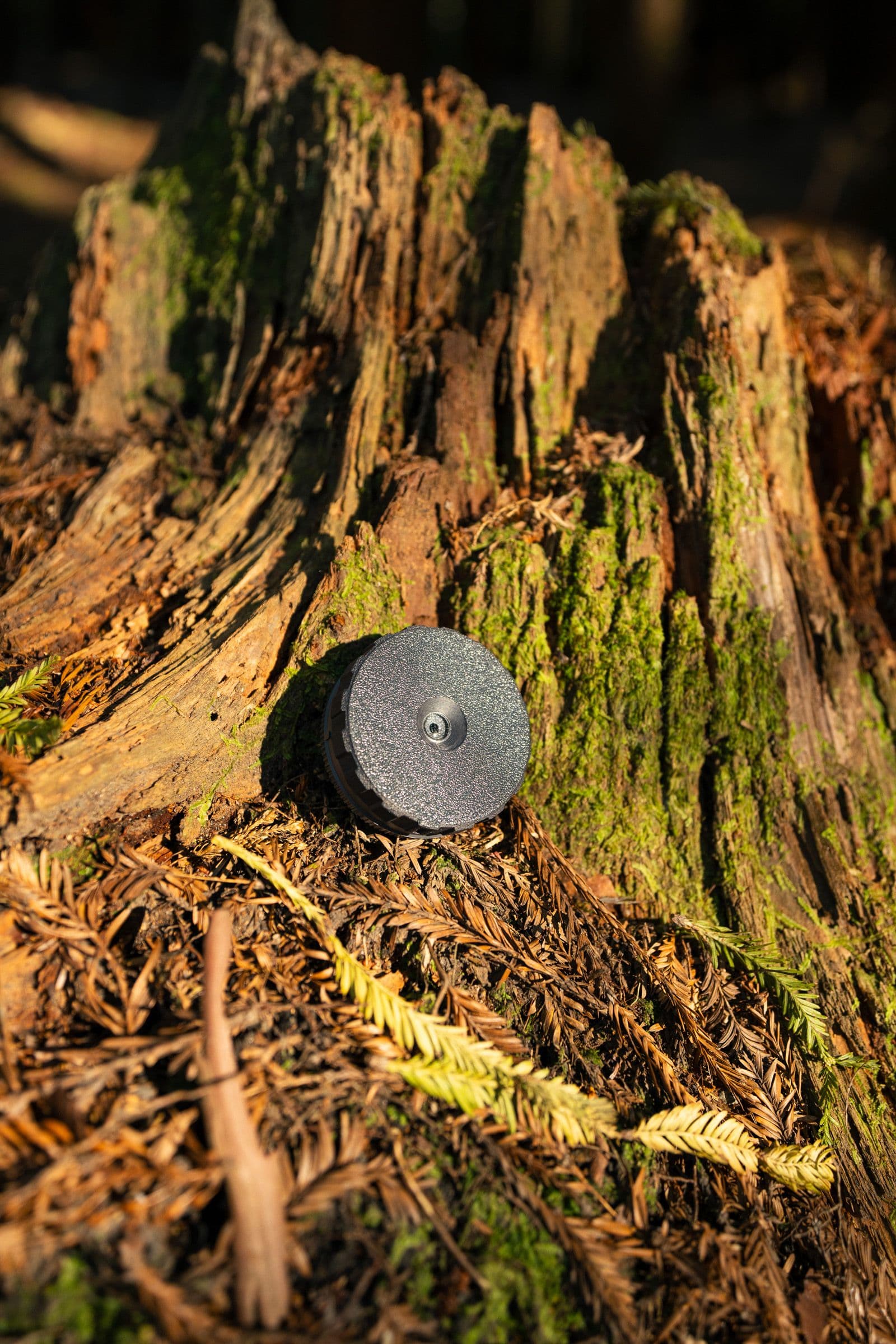 A round black product rests on a mossy redwood stump with fallen leaves.