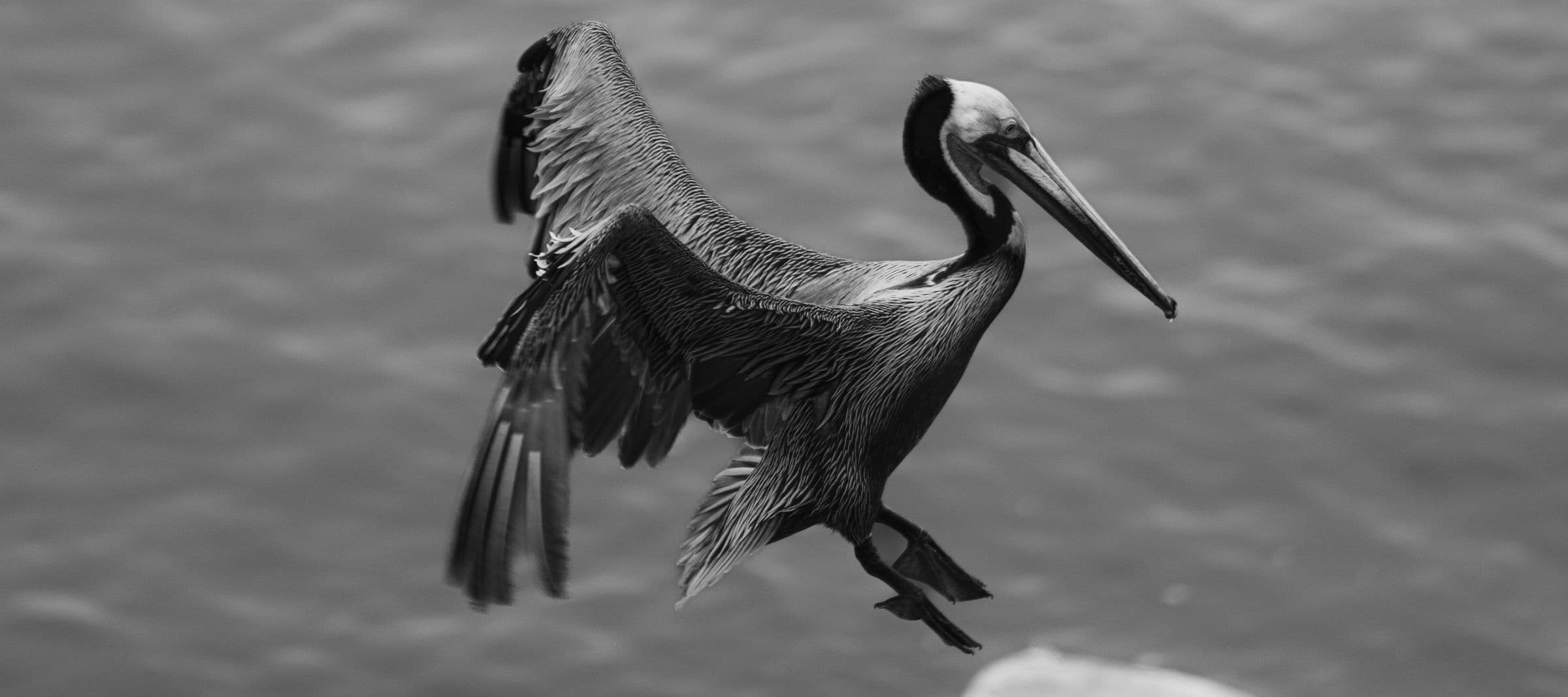 Black and white photo of a pelican with wings lifted preparing to land on the water.