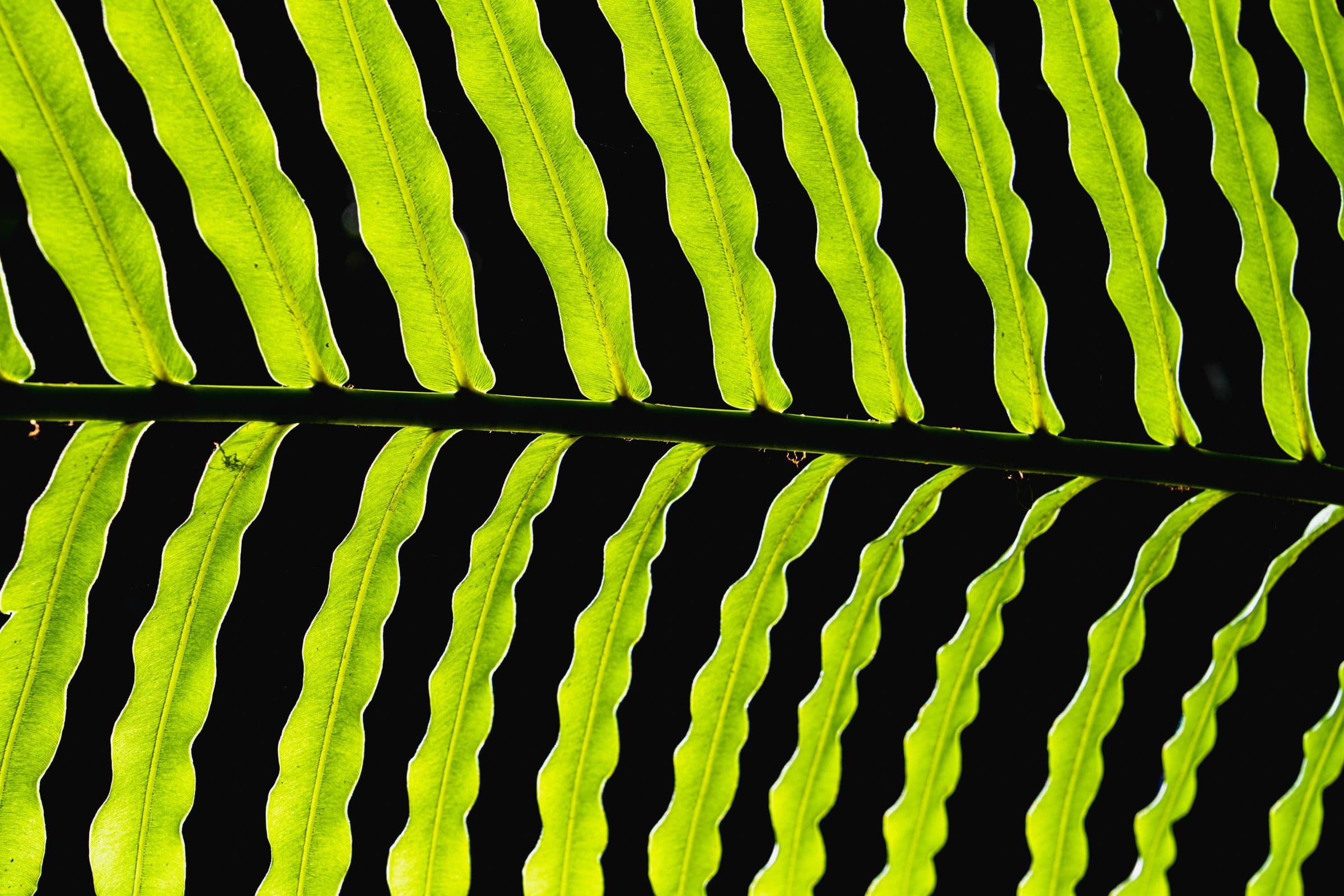 Close-up of a fern leaf backlit against a dark background, showing bright green slender leaflets along a central stem.