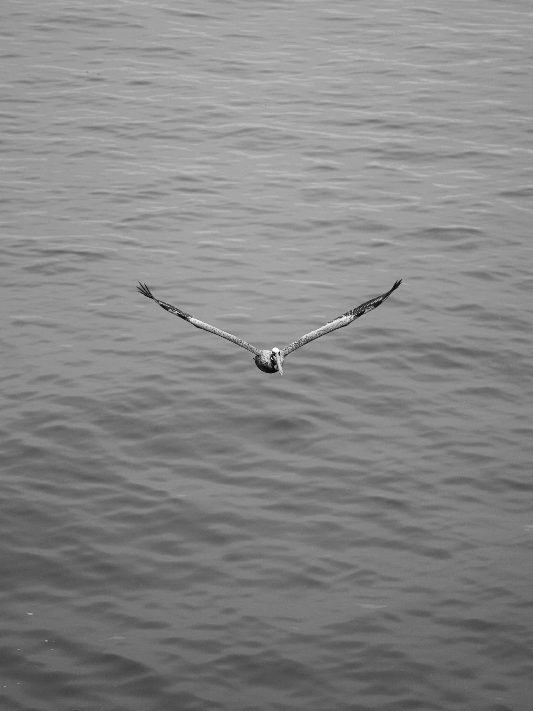 Black-and-white photo of a pelican flying low over rippled ocean water, wings spread wide.