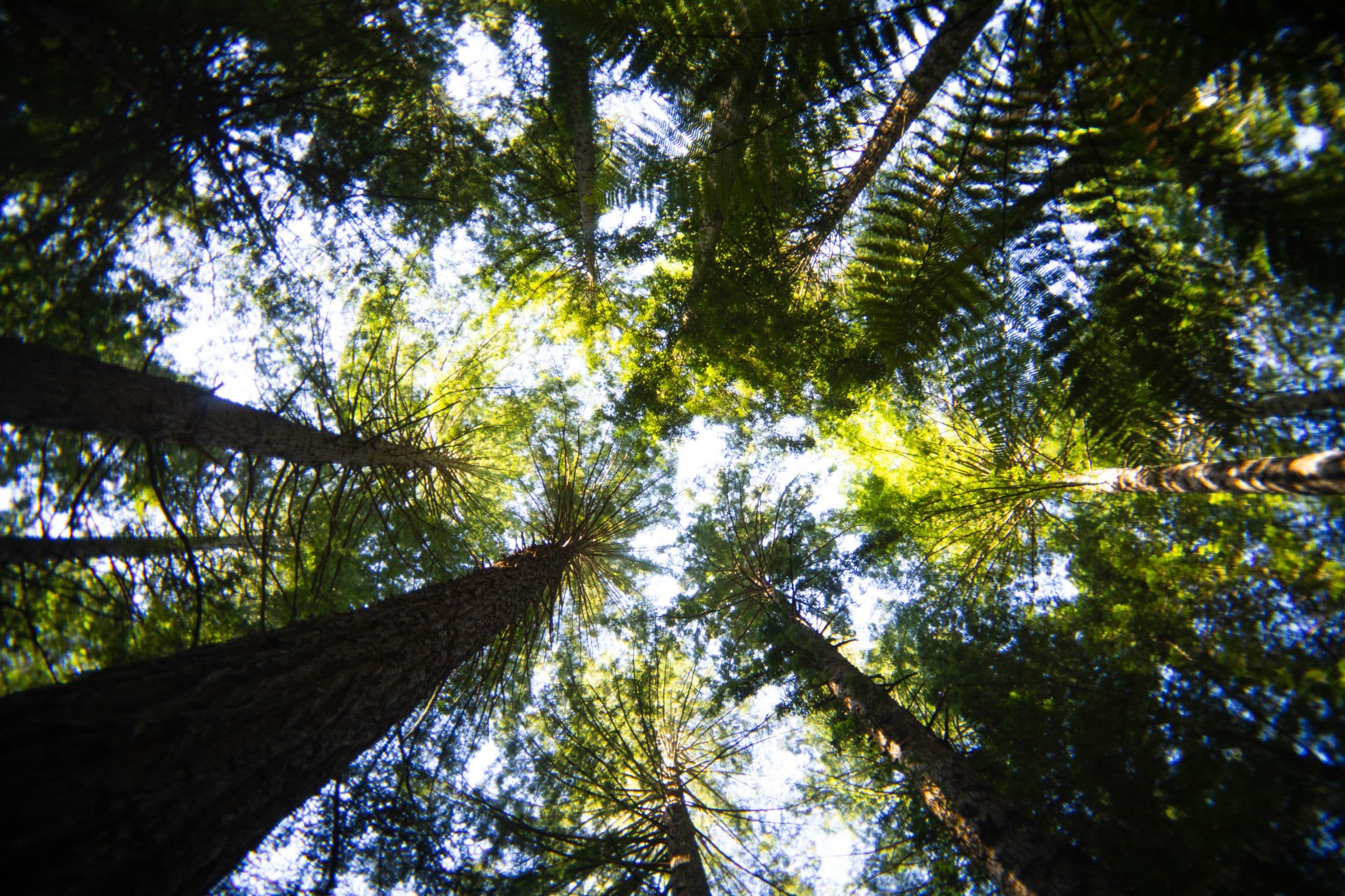 Looking straight up at tall redwood trunks and tree fern fronds against a bright blue sky.