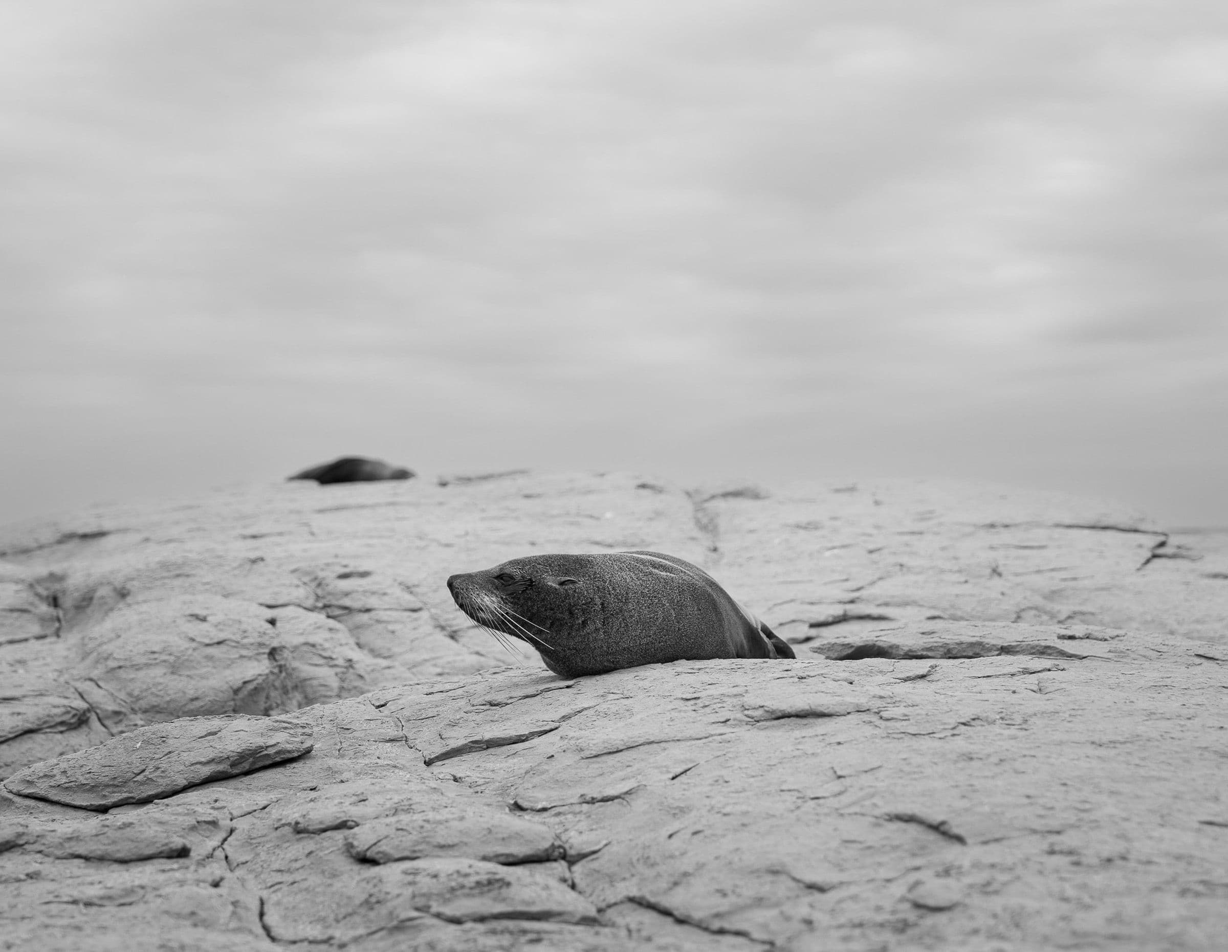 Fur seal rests on cracked rocky shoreline under overcast sky in black and white.