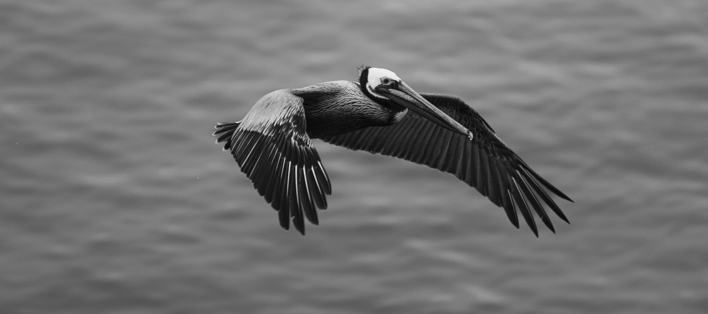Black-and-white image of a pelican mid-wingbeat above textured ocean water.