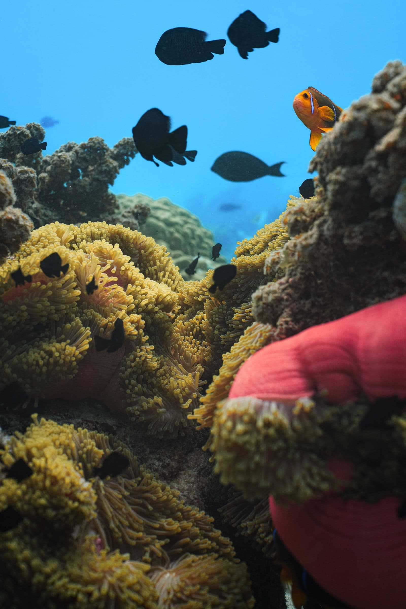 Underwater reef scene with yellow anemones, small black fish, and an orange clownfish near blue water.