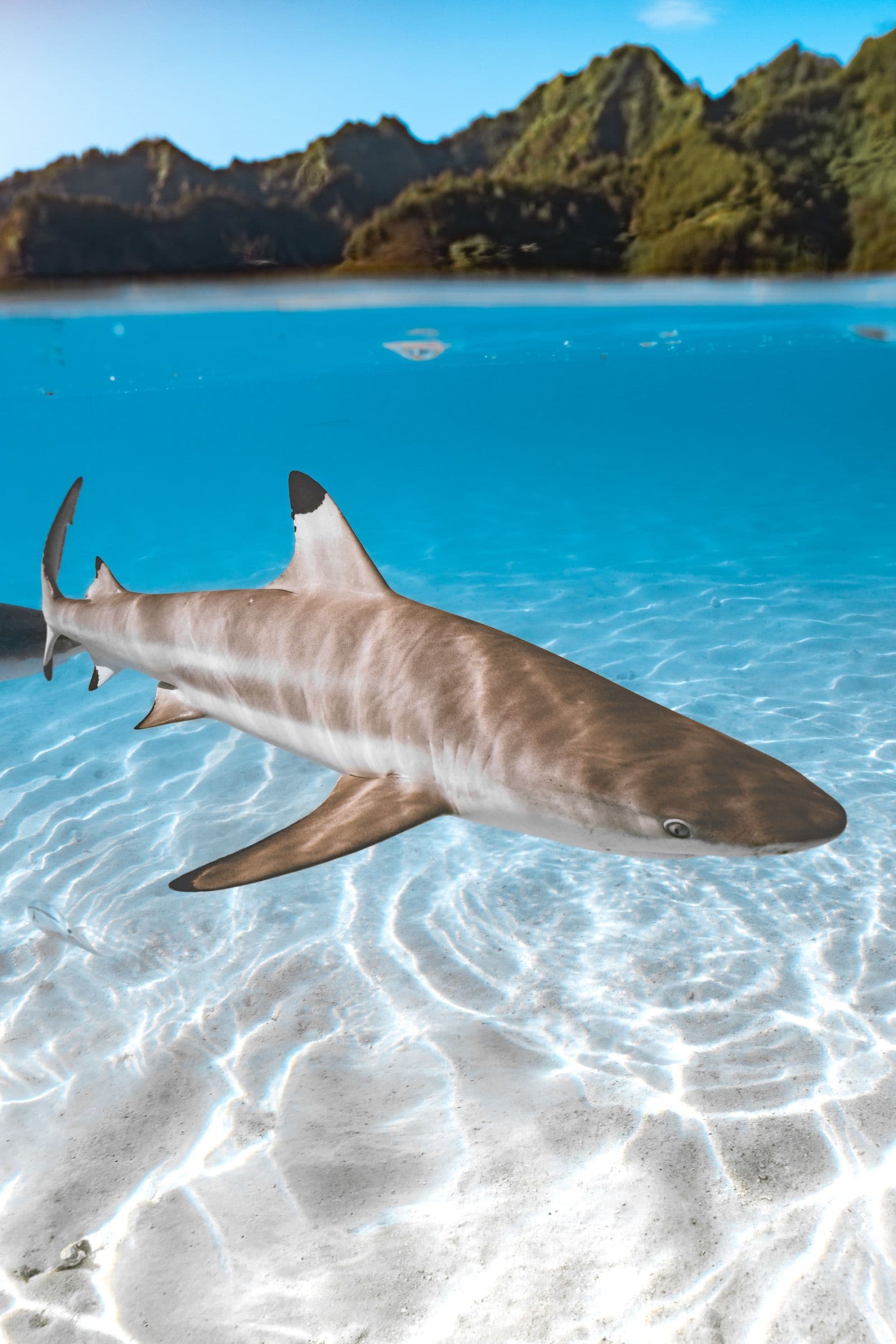 Split-level shot of a blacktip reef shark swimming over sand with green mountains above the surface.