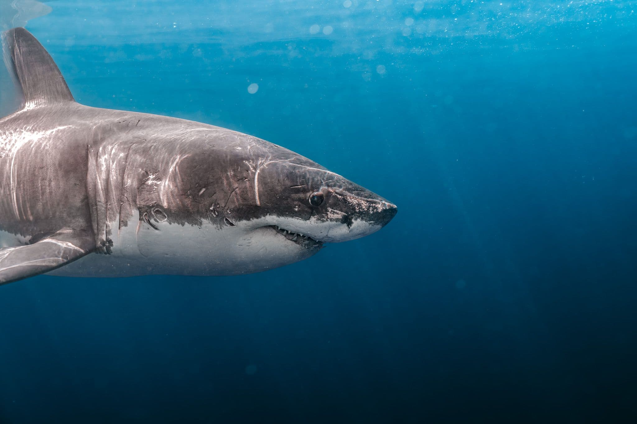 Shark Experience product photography
