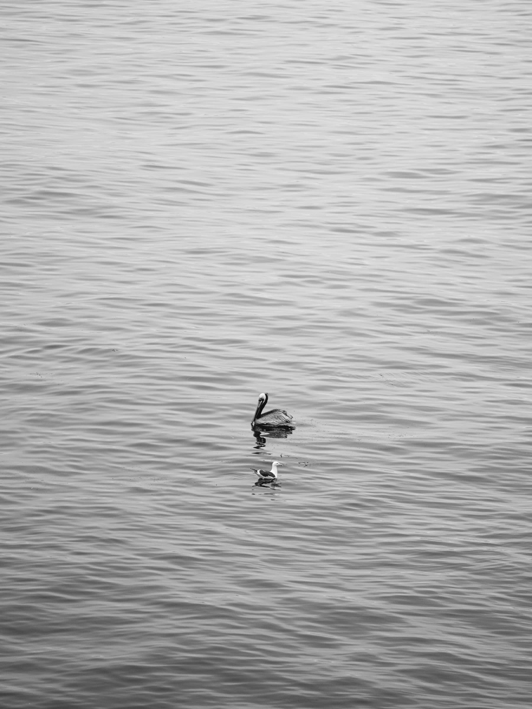 Black-and-white photo of a lone pelican and a small seabird floating on a wide rippled ocean.