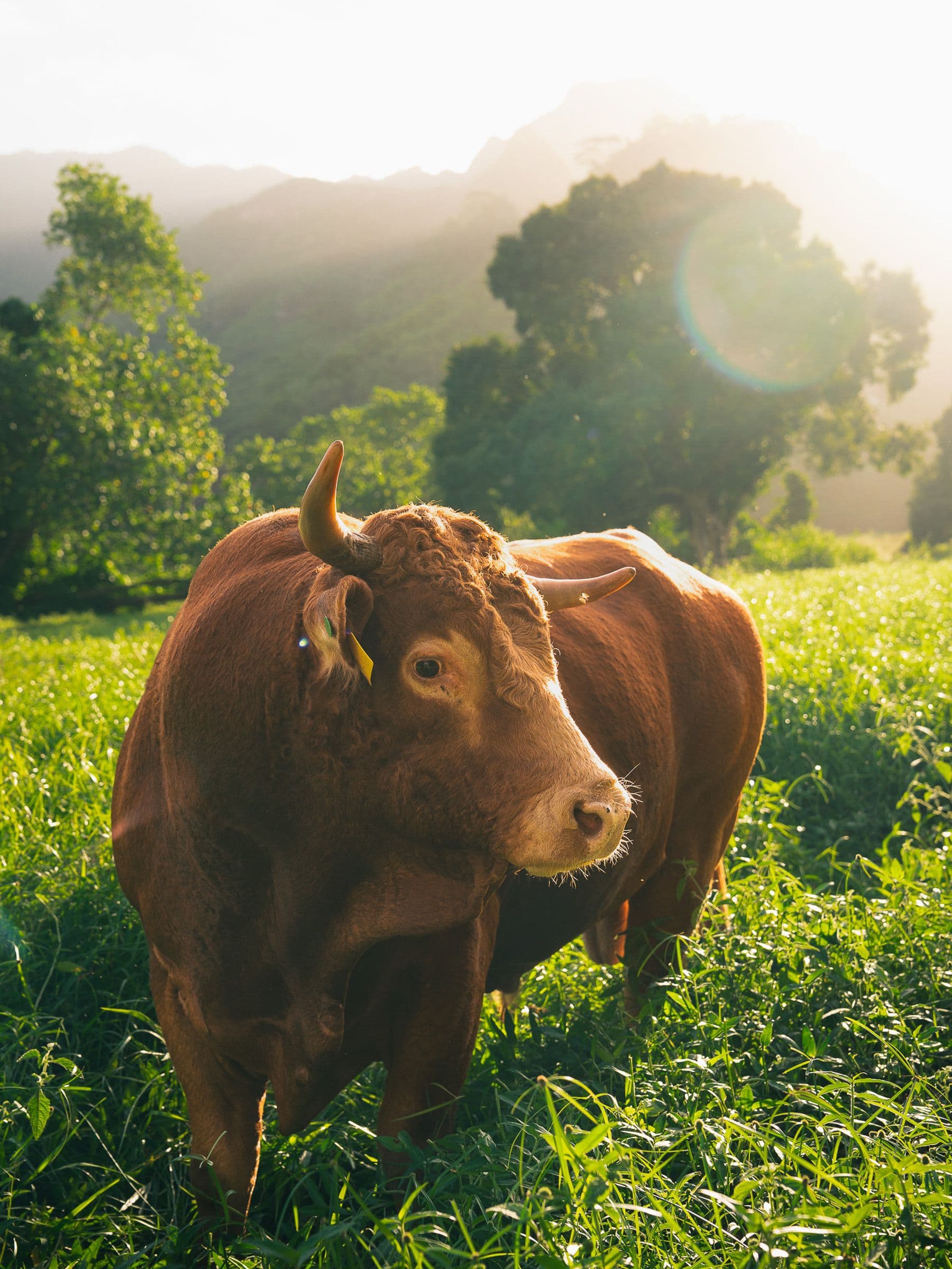 Brown cow with short horns standing in a grassy field at sunset, with misty mountains and trees behind.