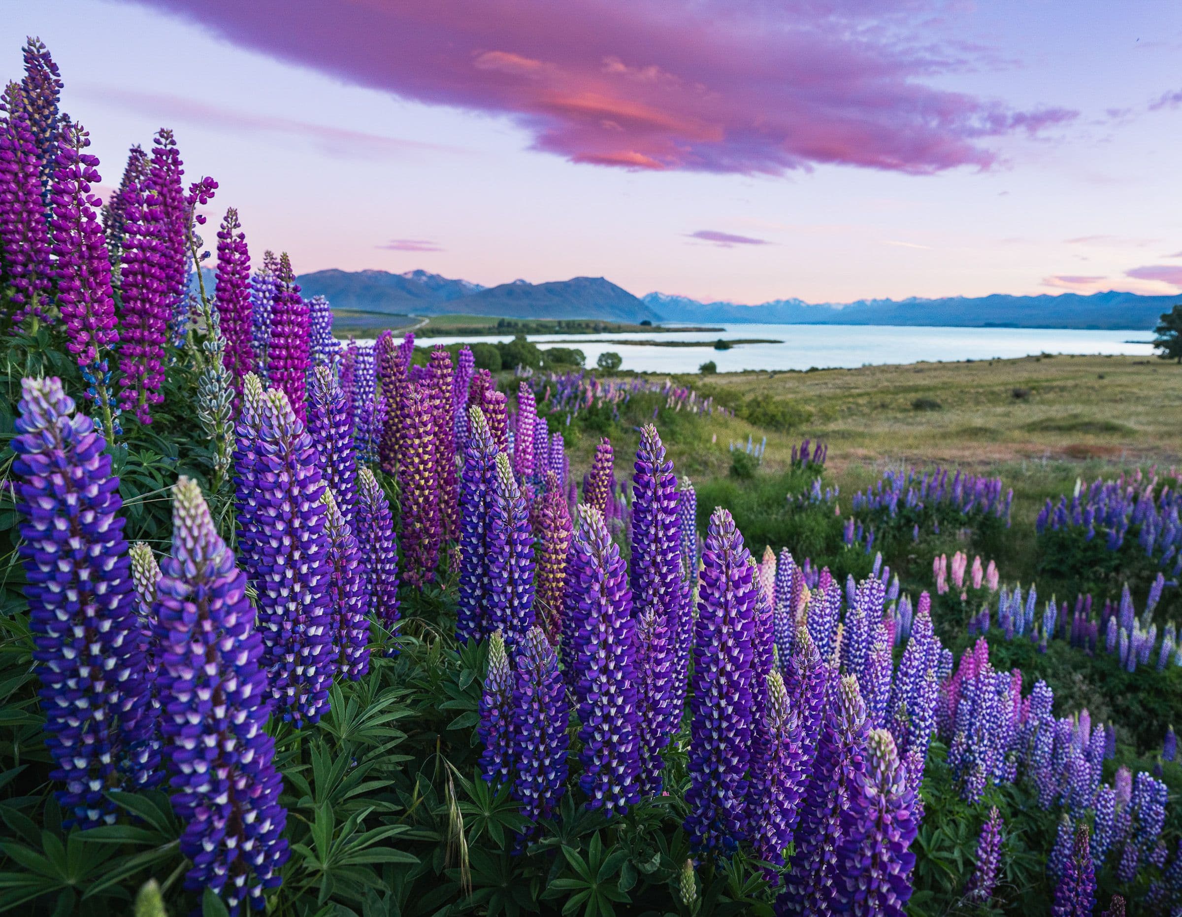 Field of purple and pink lupine flowers with a lake, mountains, and pink sunset clouds beyond.