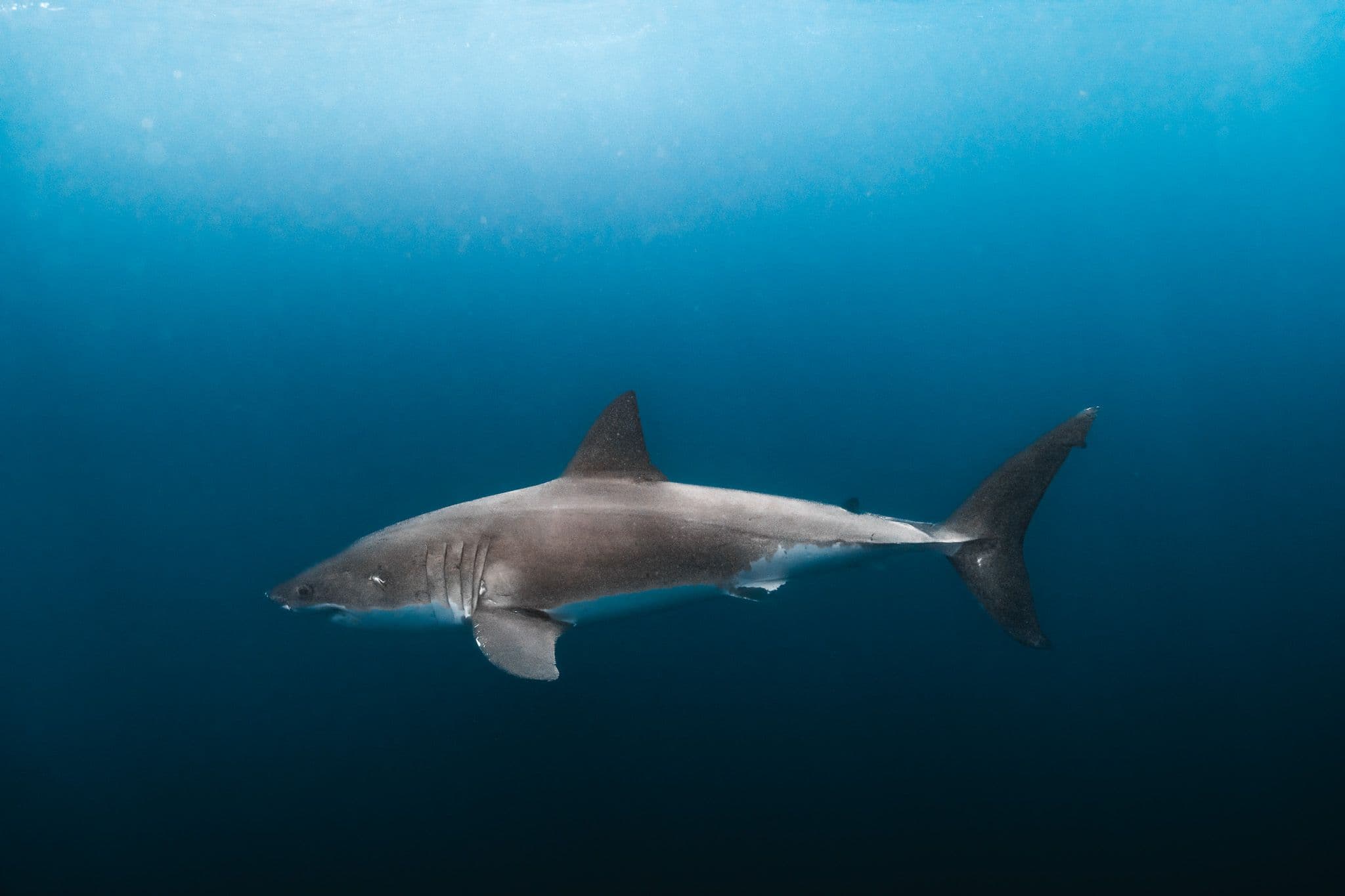 Shark Experience product photography