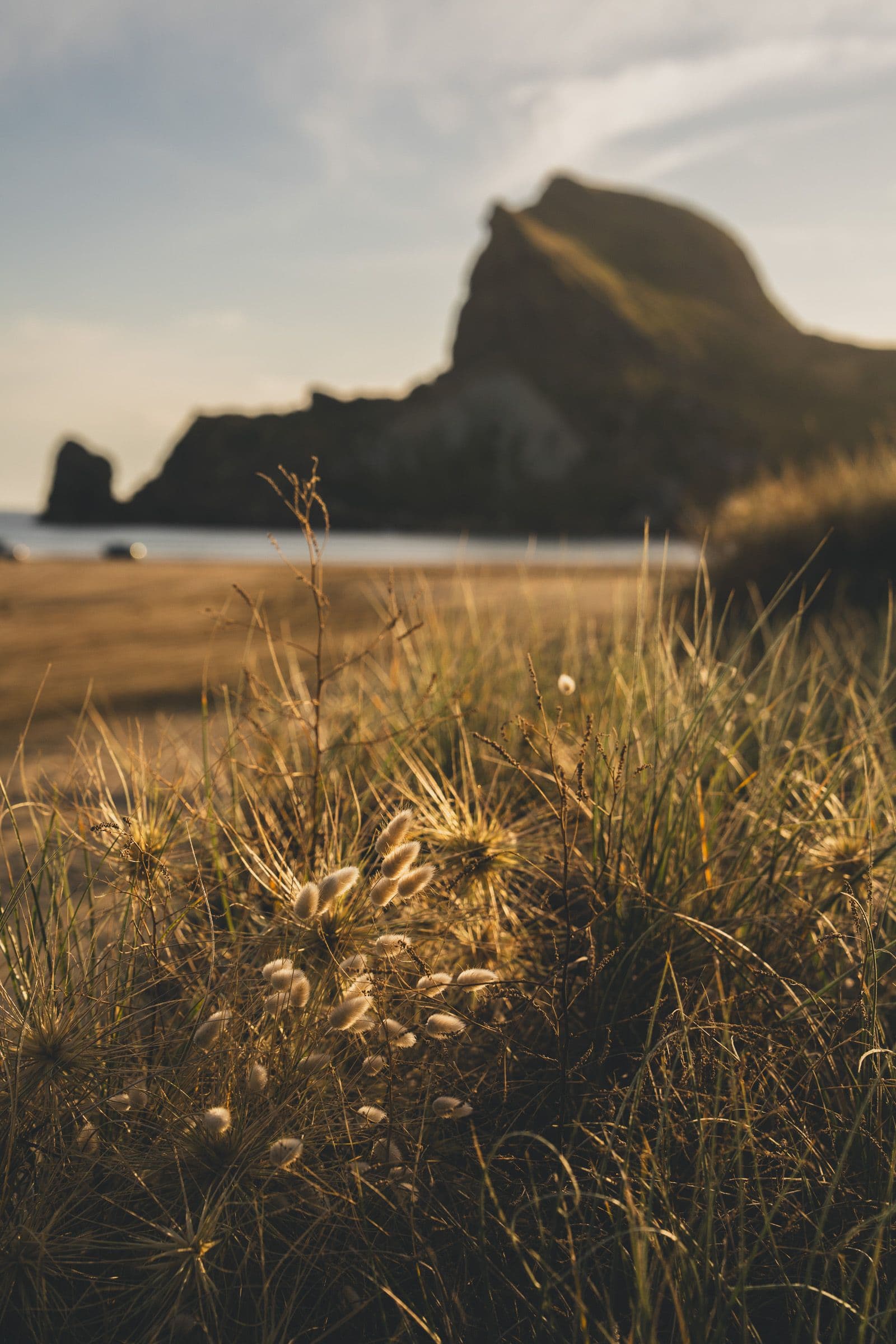 Golden grasses and small wildflowers frame a rocky headland glowing in late afternoon light.