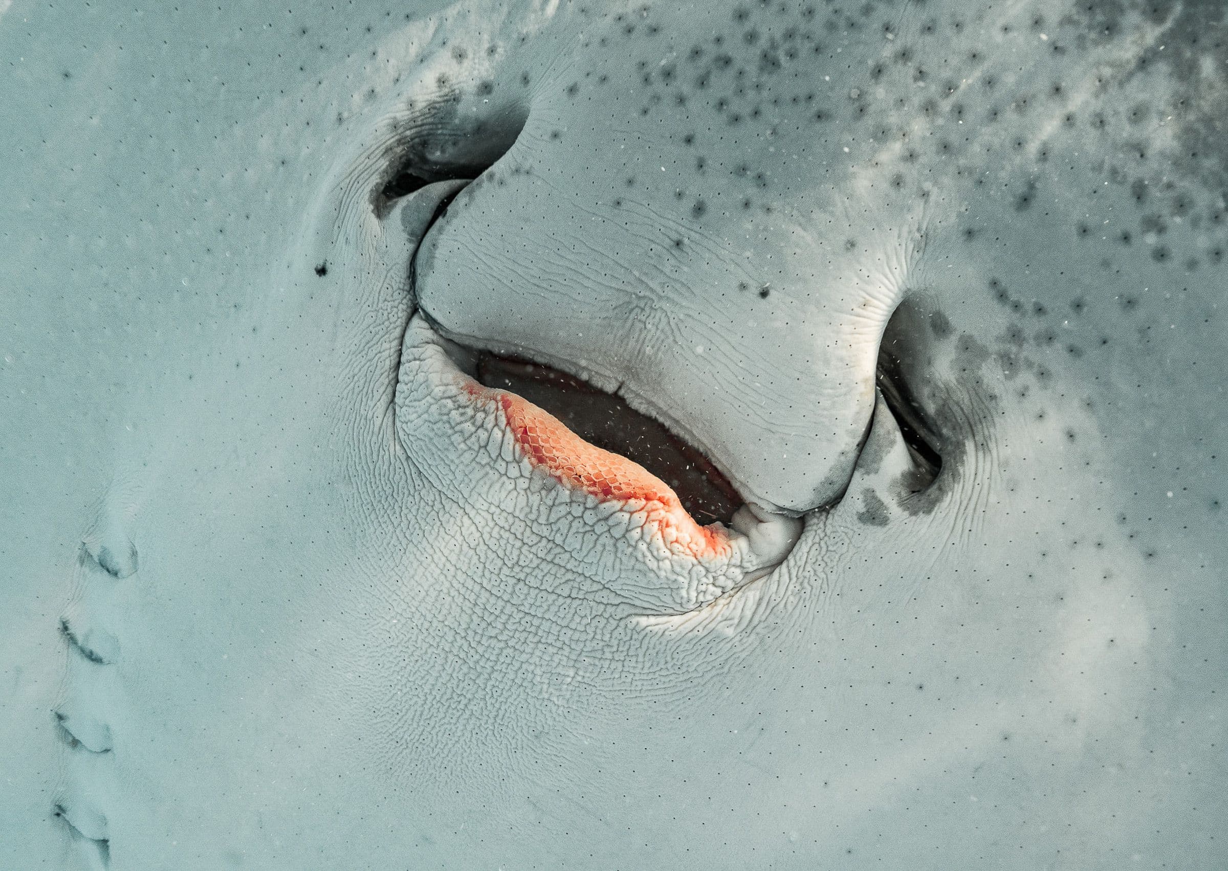 Close-up of a stingray's underside showing its mouth and gill slits against pale skin.