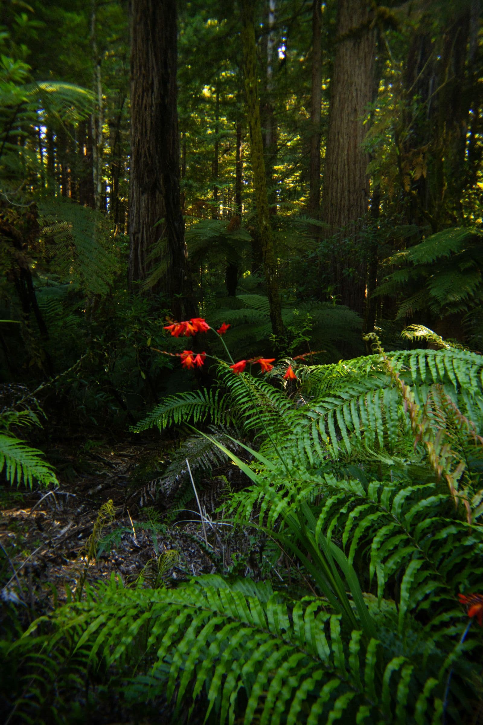 Bright red flowers bloom above lush green ferns on the floor of a shaded redwood forest.