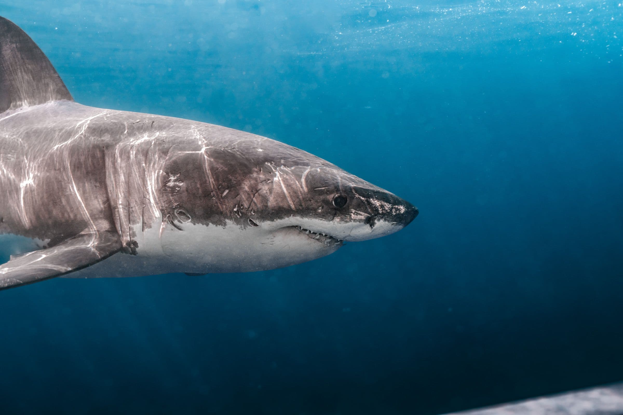 Great white shark cruising in open blue water with sunlight rippling across its gray and white body.