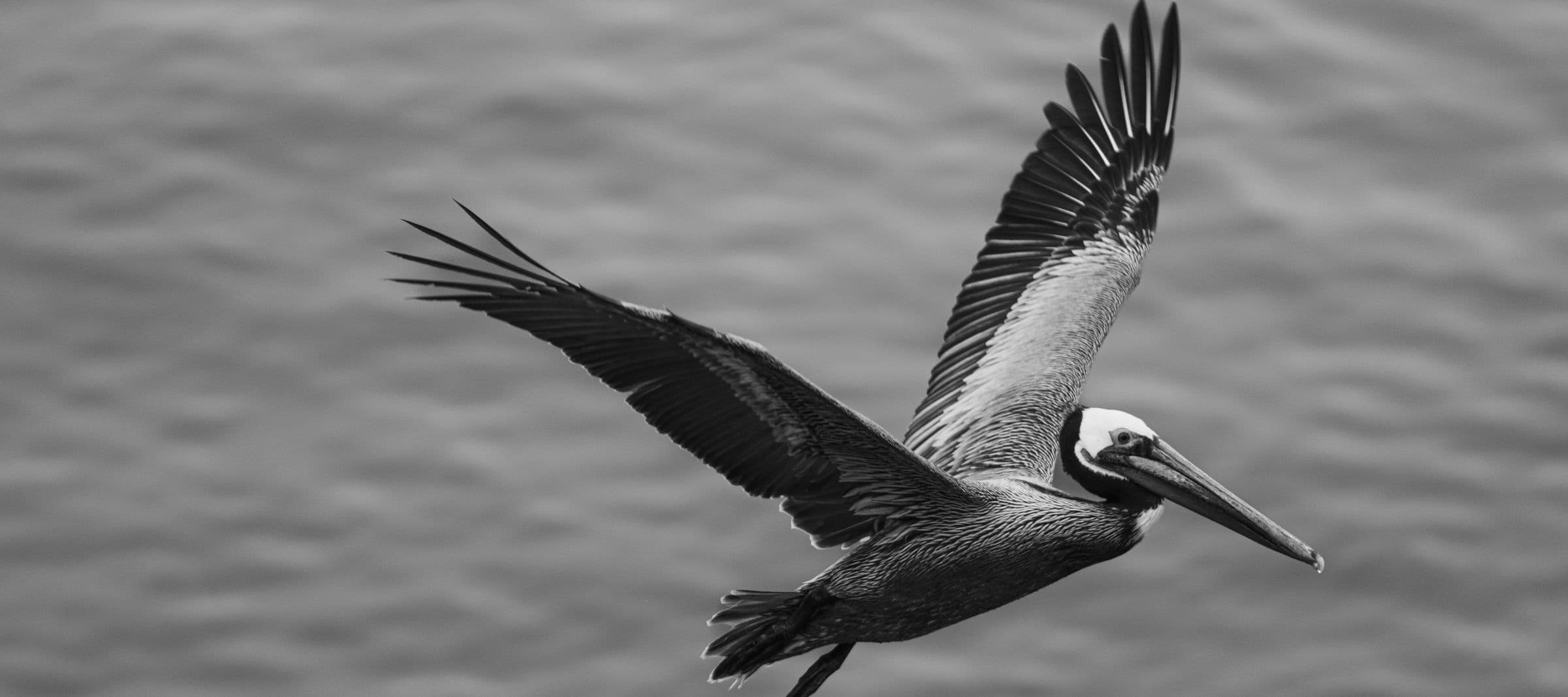 Black-and-white photo of a pelican with wings raised high, gliding above a grey ocean surface.
