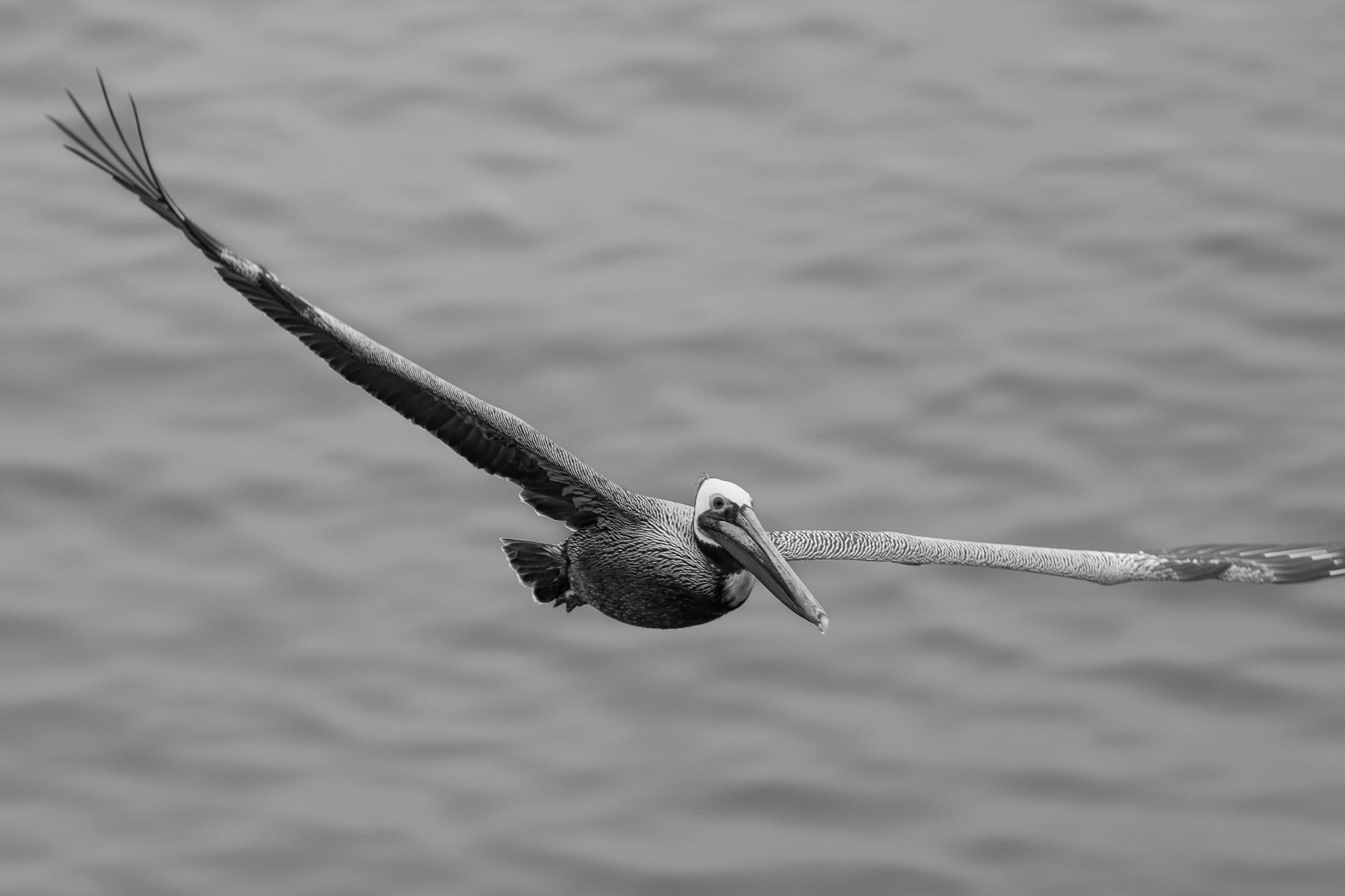 Black-and-white close-up of a brown pelican in flight with wings extended over open water.