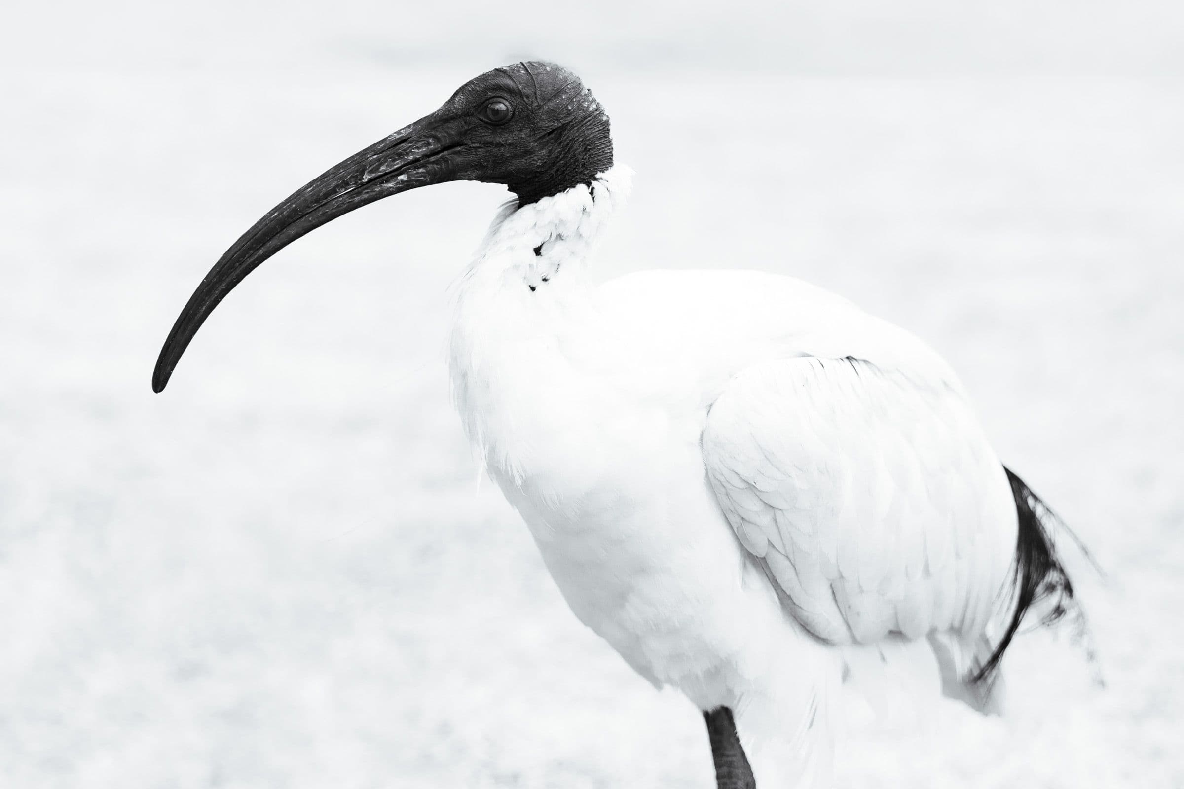 Black and white ibis bird with long curved beak and white feathers against pale background.